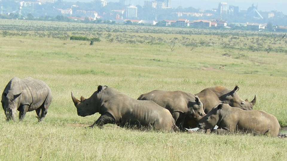 NAIROBI NATIONAL PARK, DAVID SHELDRICK, GIRAFFE CENTRE - Sir Michaels Tours And Safaris - Kenya - Image 4