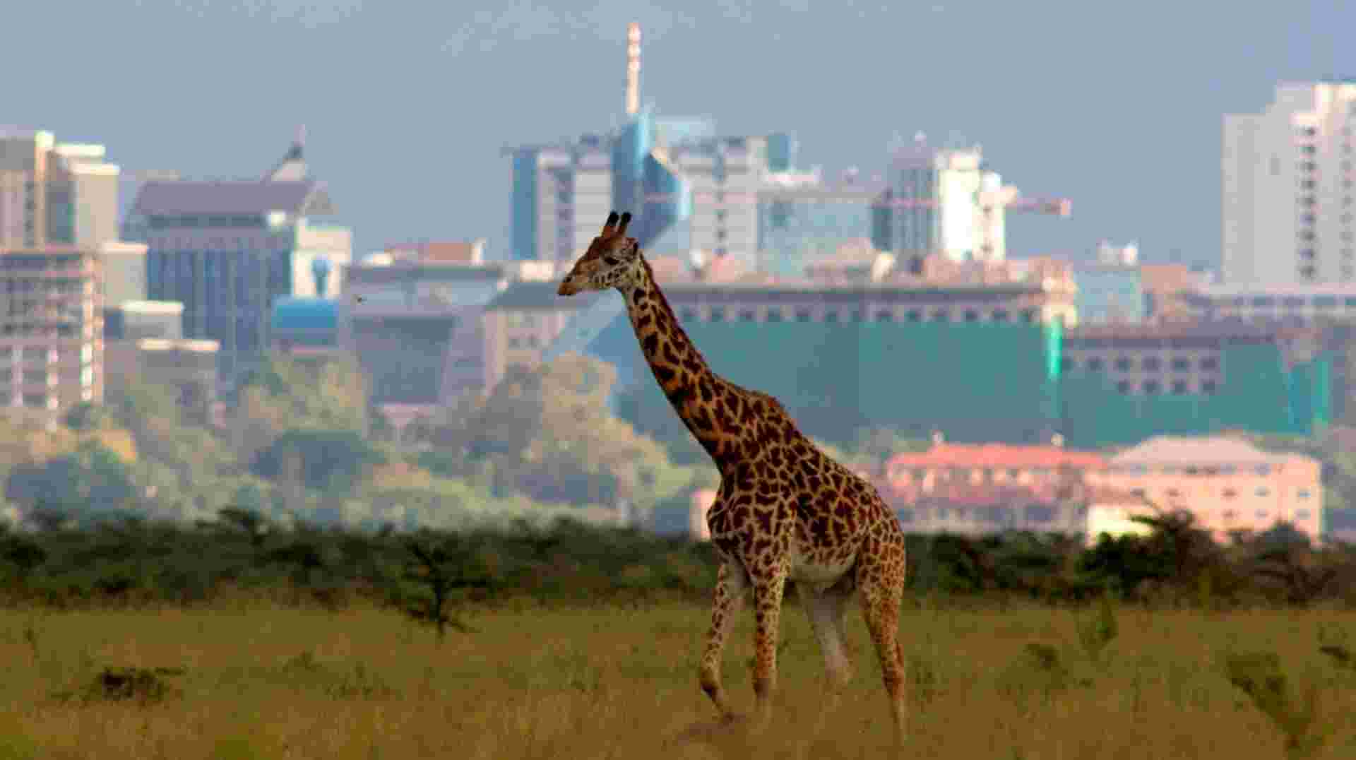 Nairobi National Park, Elephant & Giraffe Center Day Tour
