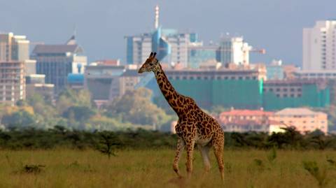 Kenya Tours For Young Adults: Nairobi National Park, Elephant & Giraffe Center Day Tour