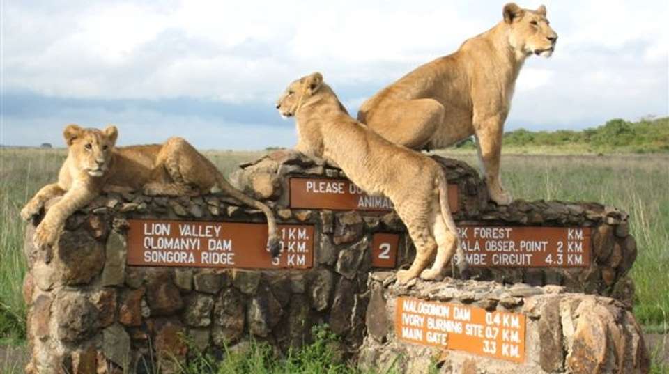 Nairobi National Park, Elephant & Giraffe Center Day Tour - Gracepatt Ecotours Kenya - Kenya - Image 2