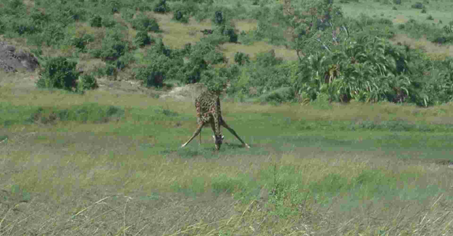 Nairobi National Park Safari Tour Morning