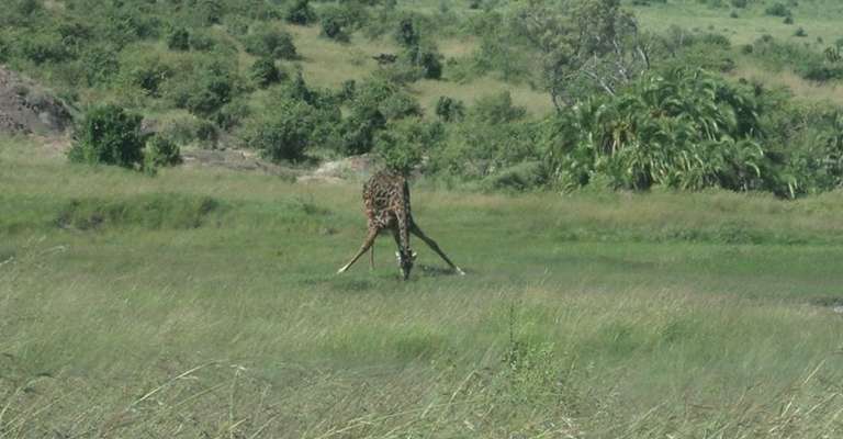 Nairobi National Park Safari Tour Morning - 5 hours