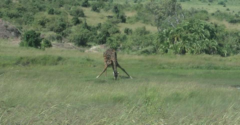 Nairobi National Park Safari Tour Morning - Cruzeiro Safaris - Kenya - Image 1