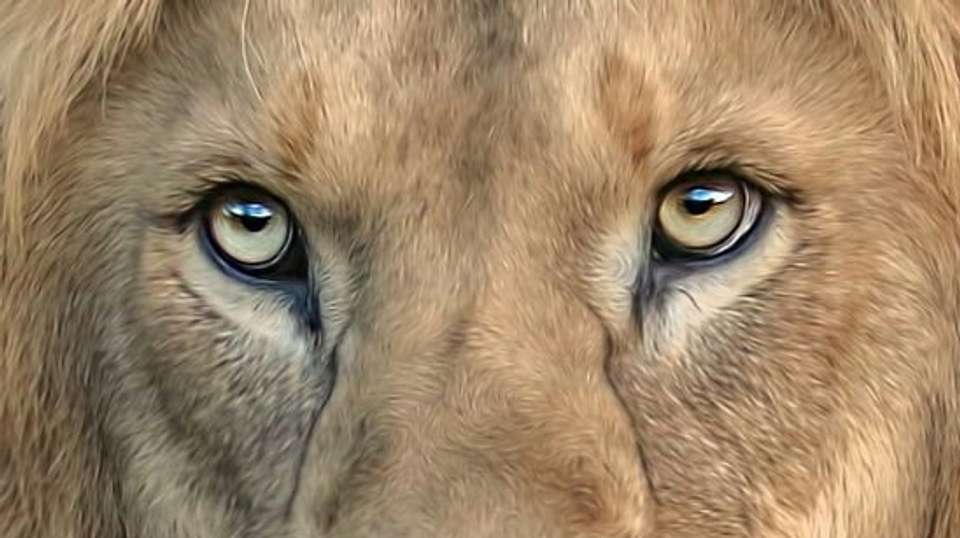 Nairobi National Park Safari Tour Morning - Cruzeiro Safaris - Kenya - Image 2