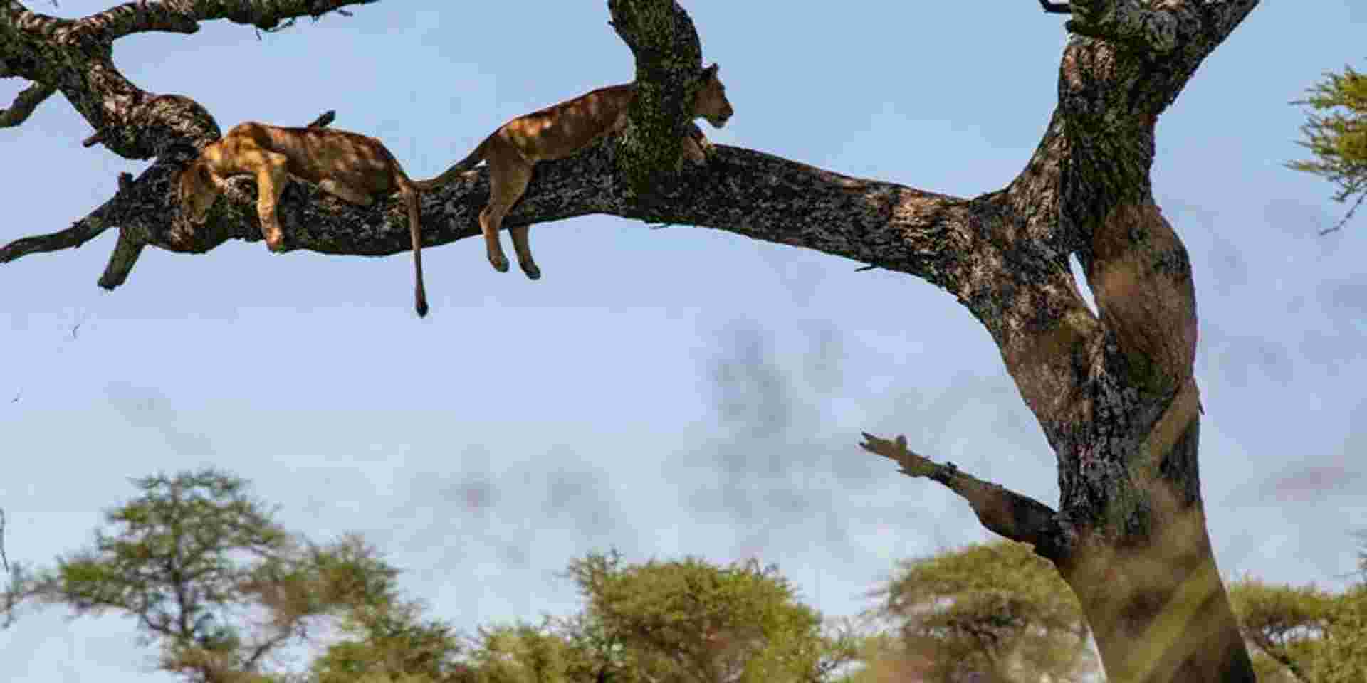 Nairobi to Cape Town Overland Safari & Participation Camping
