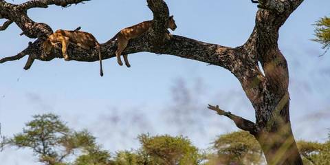 Nairobi To Cape Town Overland Safari & Participation Camping - April 2027