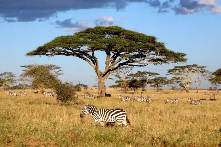 Nairobi to Stone Town - 9 days