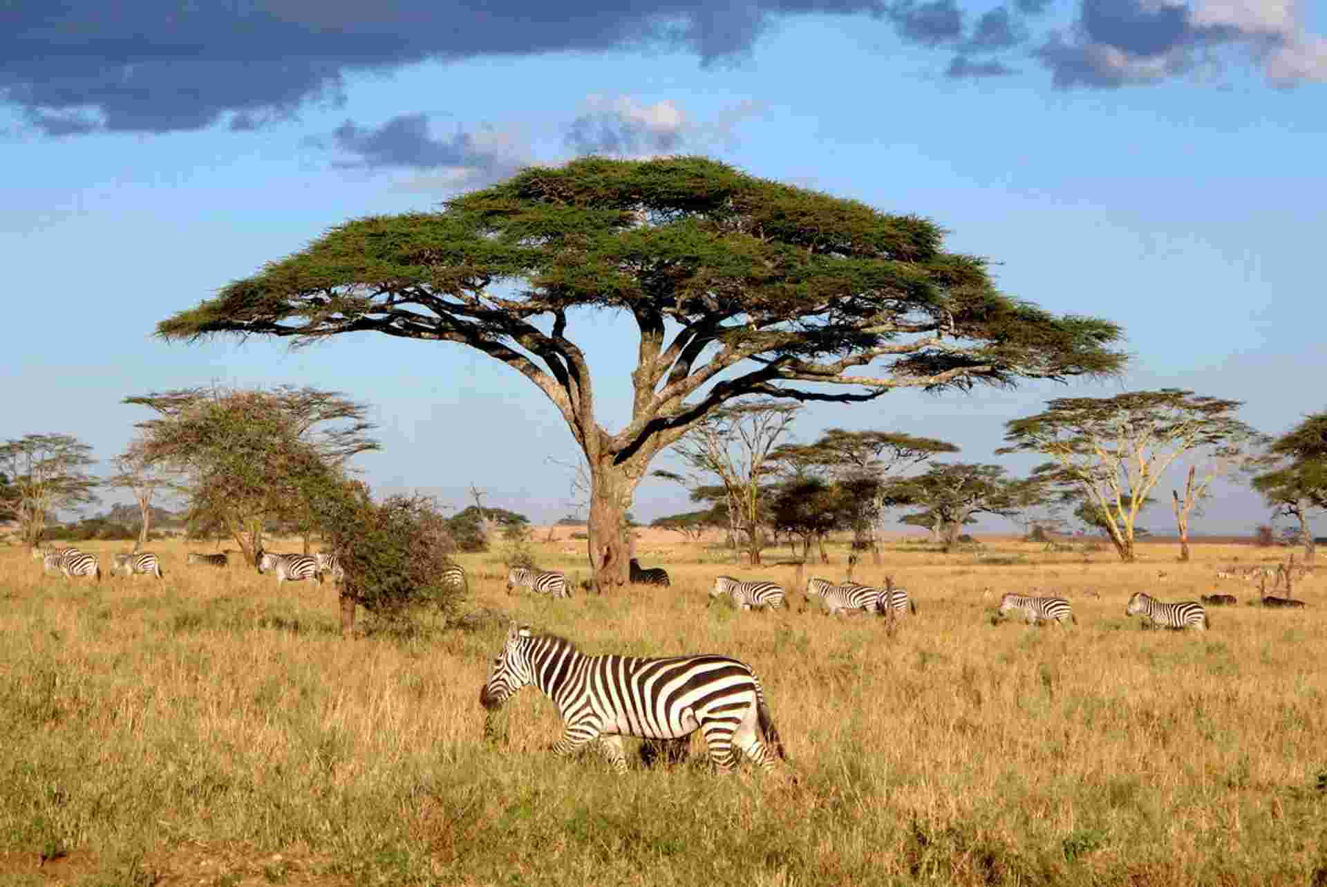 Nairobi to Stone Town