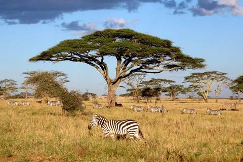 Nairobi To Stone Town - May 2026