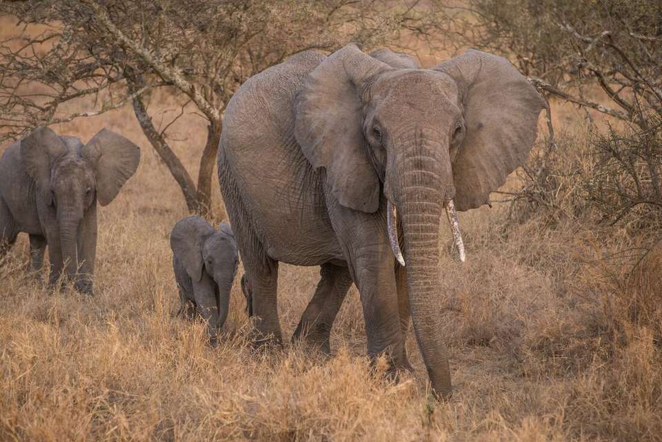 Nairobi to Stone Town - Intrepid Travel - Kenya - Image 19