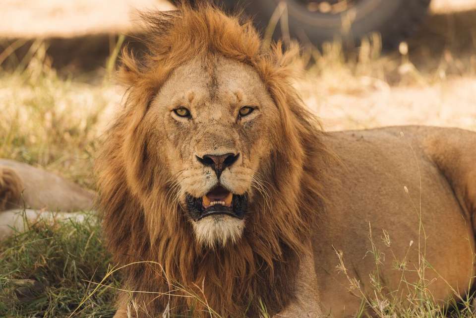 Nairobi to Stone Town - Intrepid Travel - Kenya - Image 16