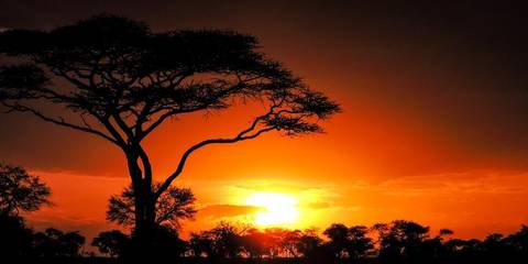 Nairobi Wildlife Tour: Nairobi To Zanzibar: Serengeti & Sunsets