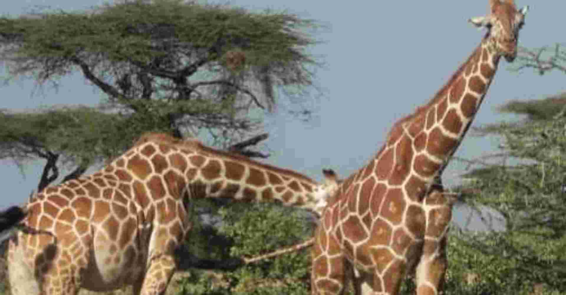 Nairobi Tour To Giraffe Center and Karen Blixen Museum
