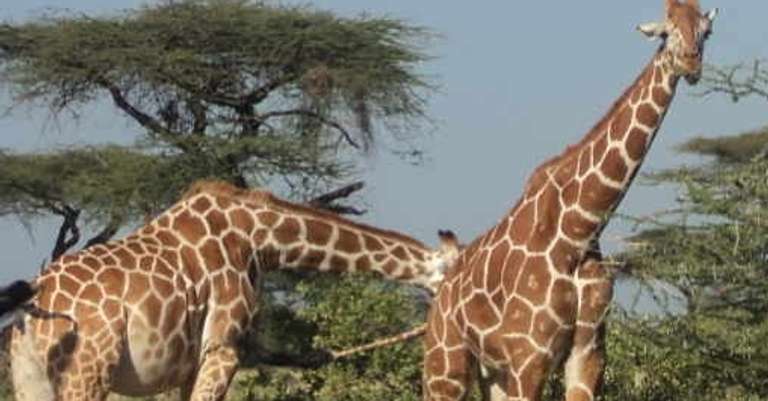 Nairobi Tour To Giraffe Center and Karen Blixen Museum - 4 hours