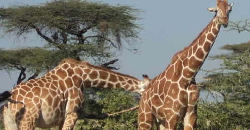 Nairobi Tour To Giraffe Center and Karen Blixen Museum - Cruzeiro Safaris - Kenya - Image 1