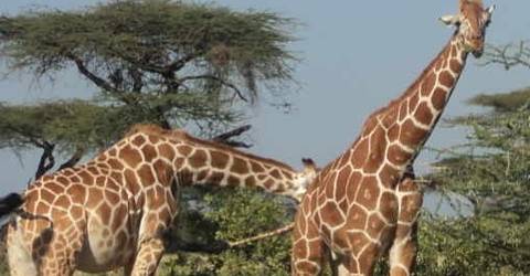 Nairobi Tour To Giraffe Center And Karen Blixen Museum - Winter Tours