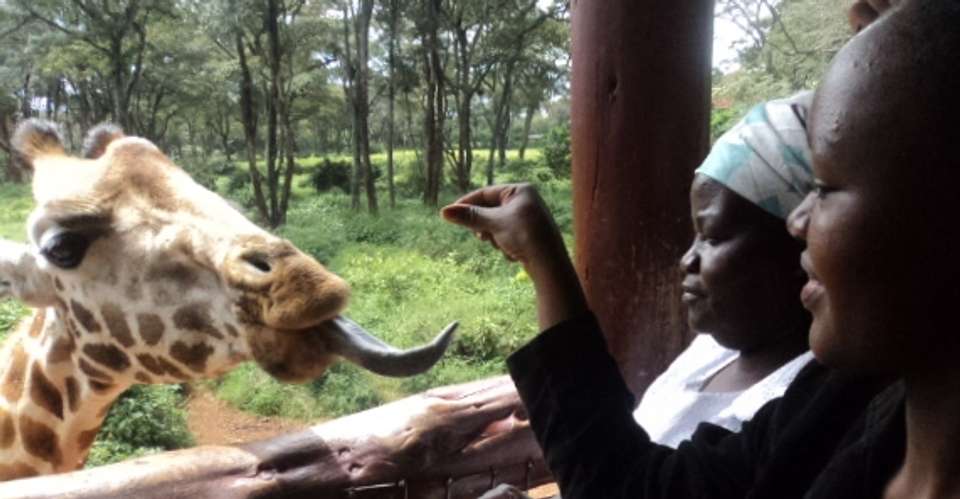 Nairobi Tour To Giraffe Center and Karen Blixen Museum - Cruzeiro Safaris - Kenya - Image 4