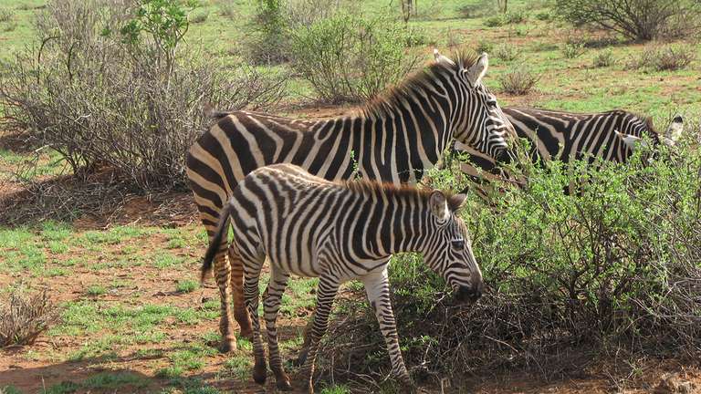 Namibia National parks Tour: Namibia & South Africa: Epic Landscapes & Wildlife 