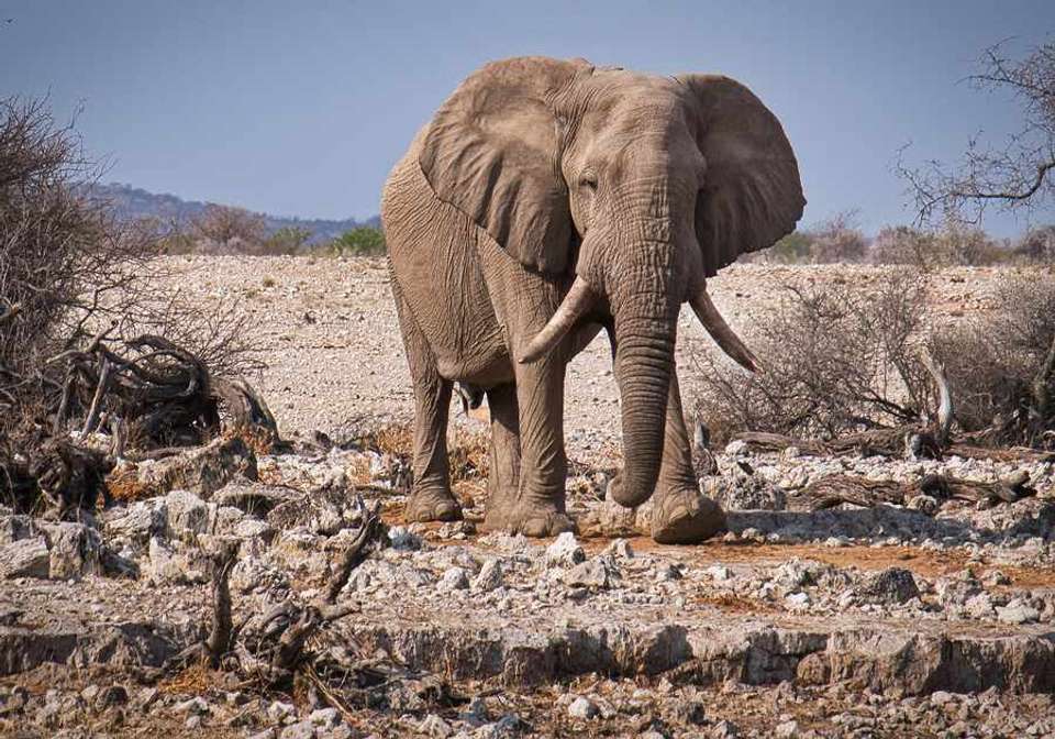 Namibia Desert and Coast Journey - Indus Travels - Namibia - Image 5