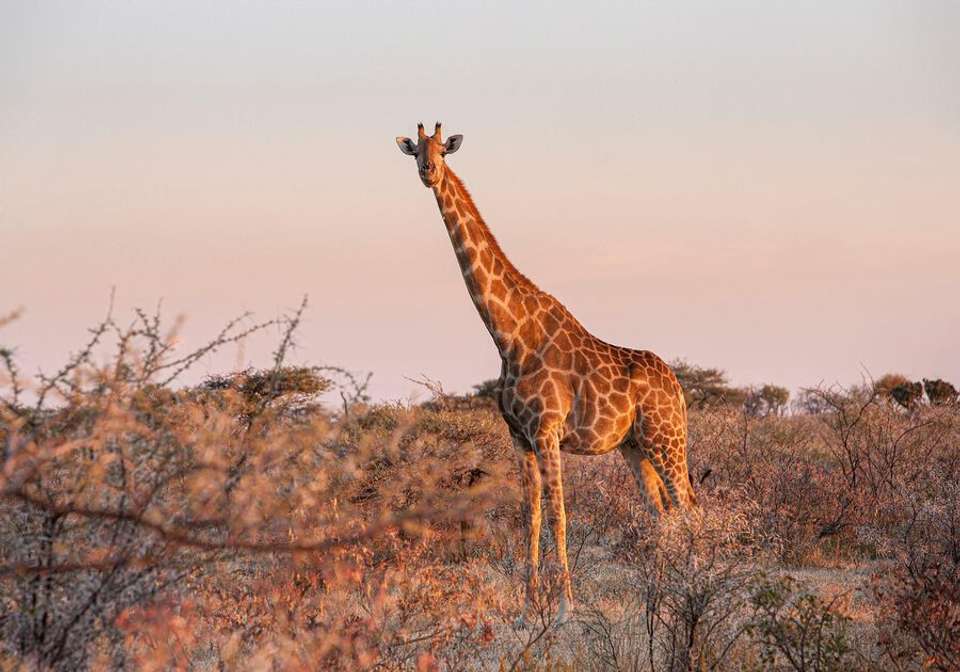 Namibia Desert and Coast Journey - Indus Travels - Namibia - Image 6