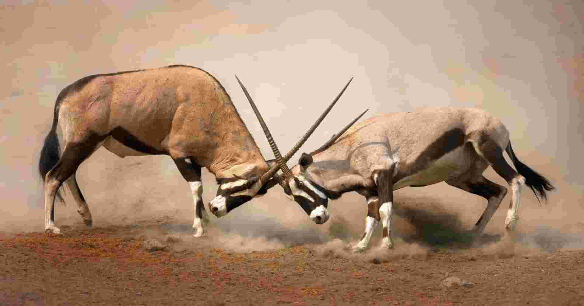 Namibia Lodge Safari