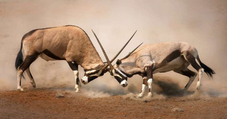 Namibia Lodge Safari - October 2025