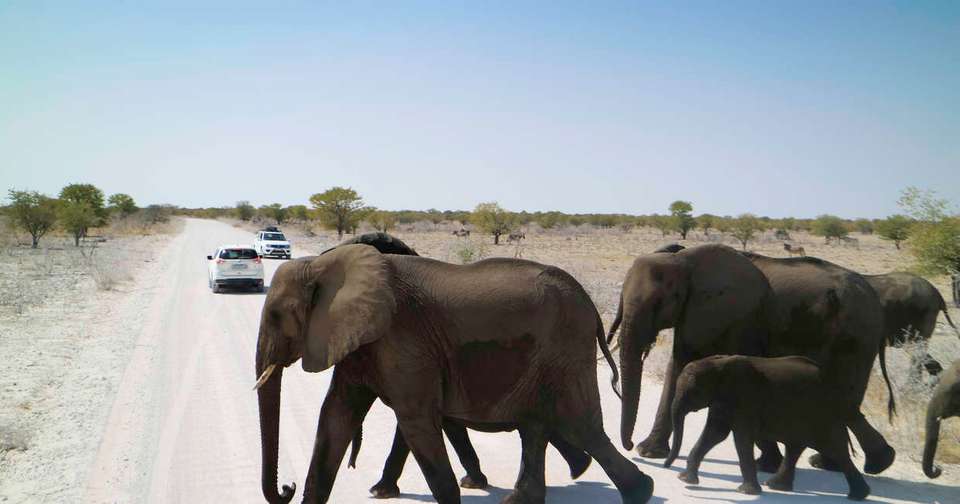 Namibia Lodge Safari - Explore - Namibia - Image 4