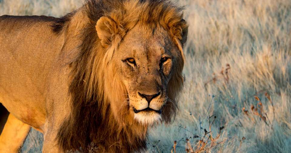 Namibia Lodge Safari - Explore - Namibia - Image 6