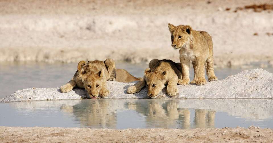 Namibia Lodge Safari - Explore - Namibia - Image 11