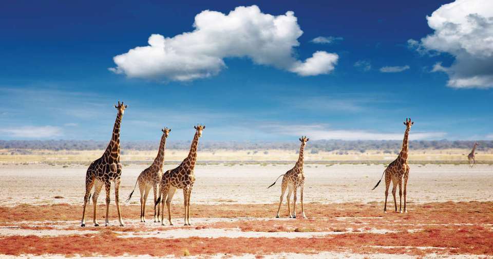 Namibia Lodge Safari - Explore - Namibia - Image 12