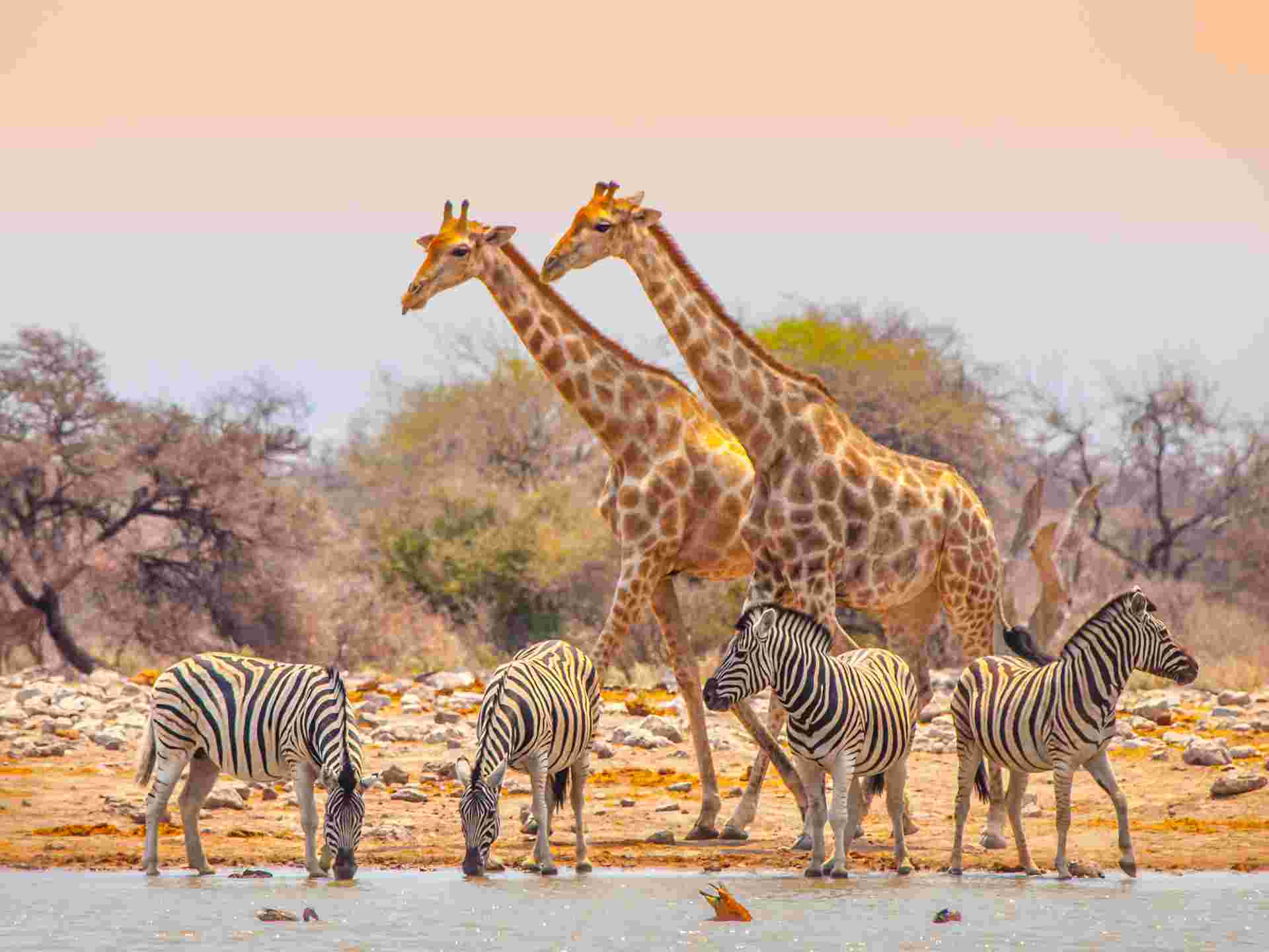 Namibian Family Adventurer