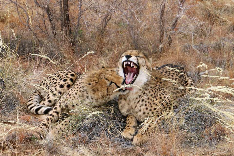Namibian Family Adventurer - Exodus Adventure Travels - Namibia - Image 8