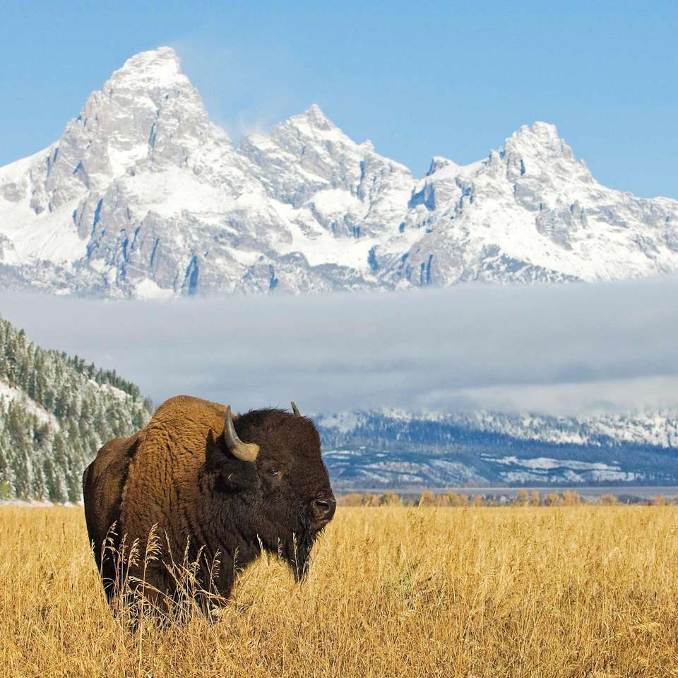 National Park Wonders - Trafalgar - USA - Image 6