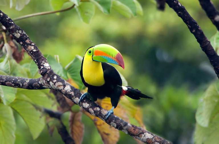 Natural Highlights of Costa Rica - 8 days