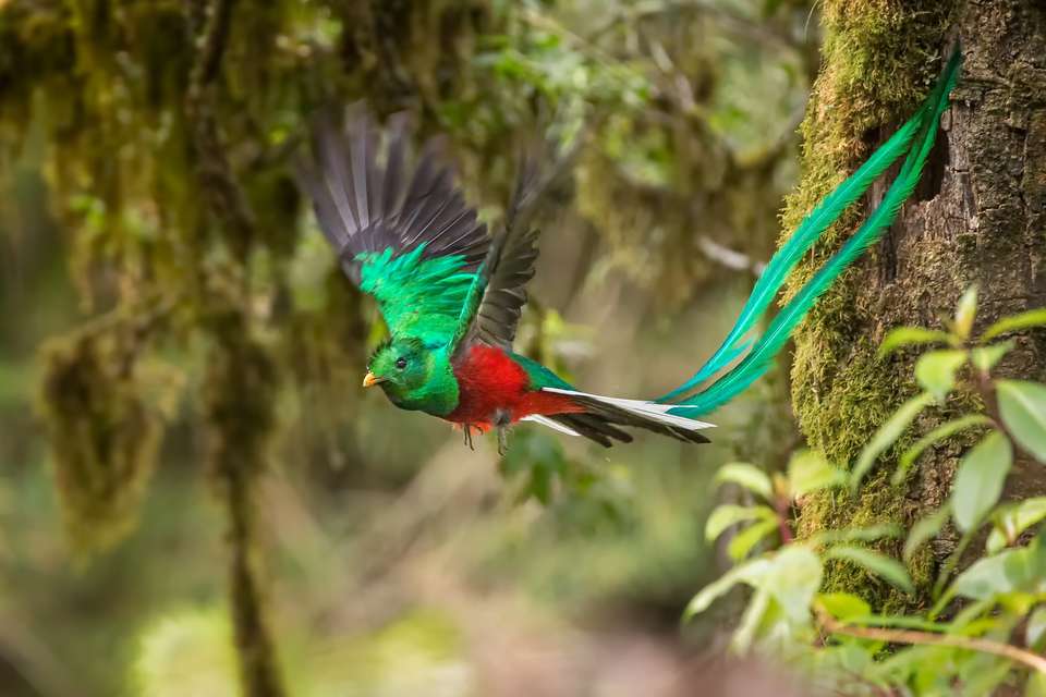 Natural Highlights of Costa Rica - Exodus Adventure Travels - Costa Rica - Image 13