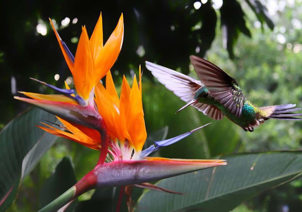 Natural Highlights of Costa Rica - Exodus Adventure Travels - Costa Rica - Image 10
