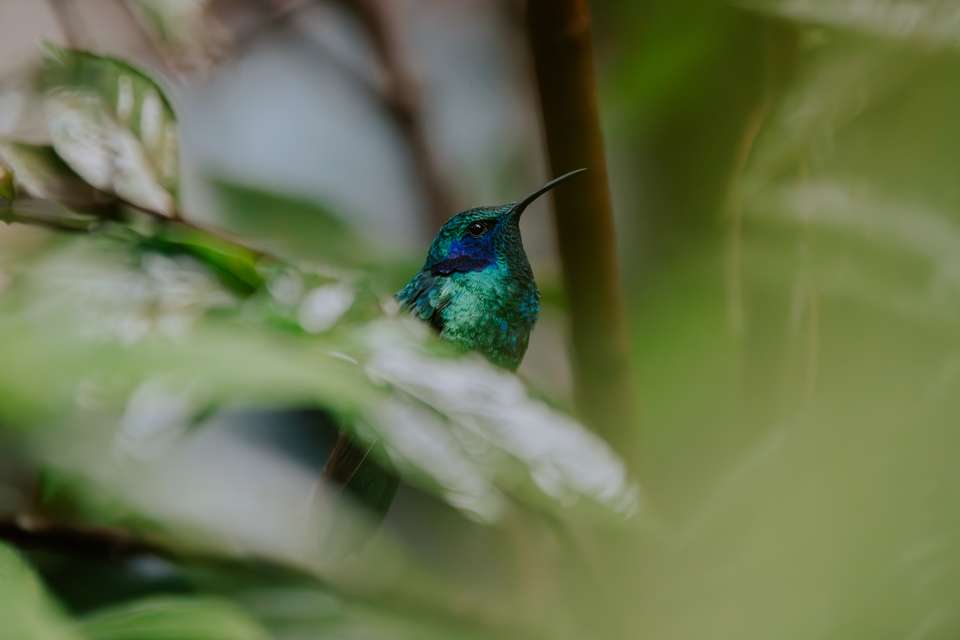 Natural Highlights of Costa Rica - Exodus Adventure Travels - Costa Rica - Image 6