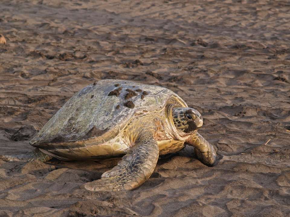 Natural Wonders of Costa Rica - 10 days - On The Go Tours - Costa Rica - Image 3