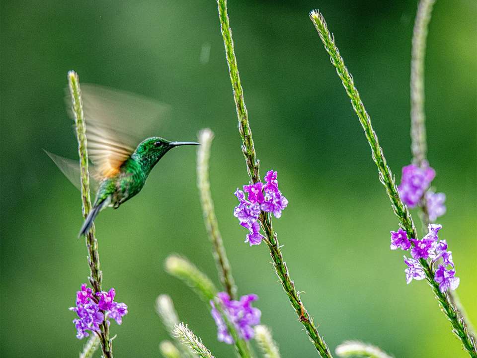 Natural Wonders of Costa Rica - 10 days - On The Go Tours - Costa Rica - Image 7