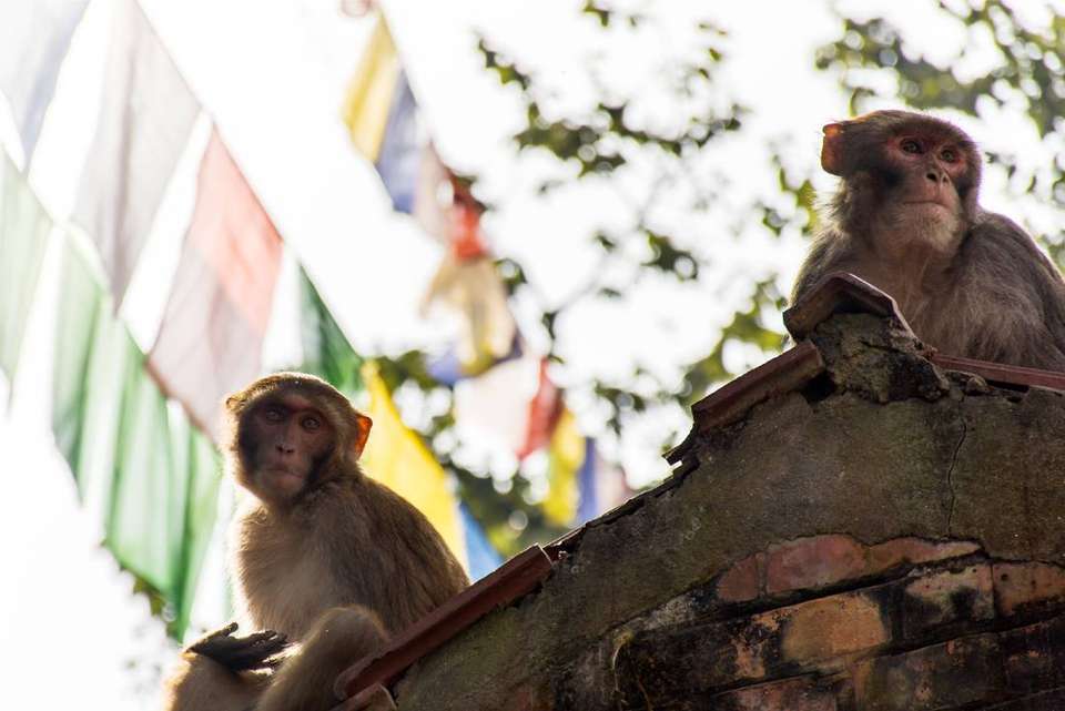 Nepal & Bhutan Journey - Intrepid Travel - Nepal - Image 5