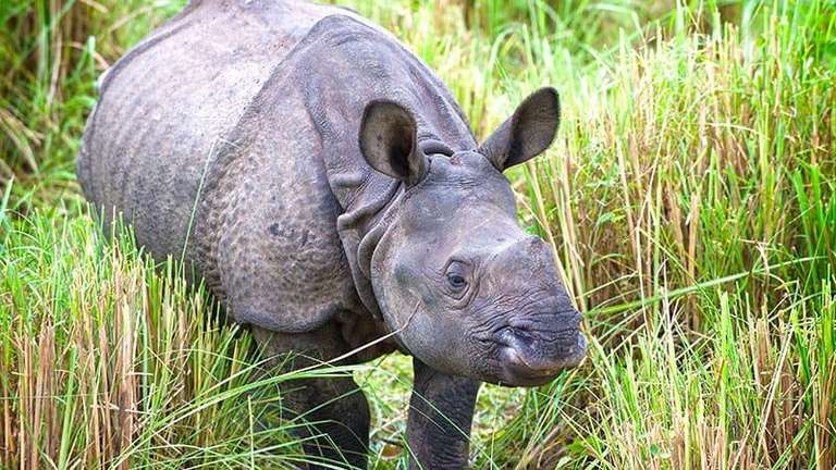 Nepal Wildlife Safari trip - alternative tour available