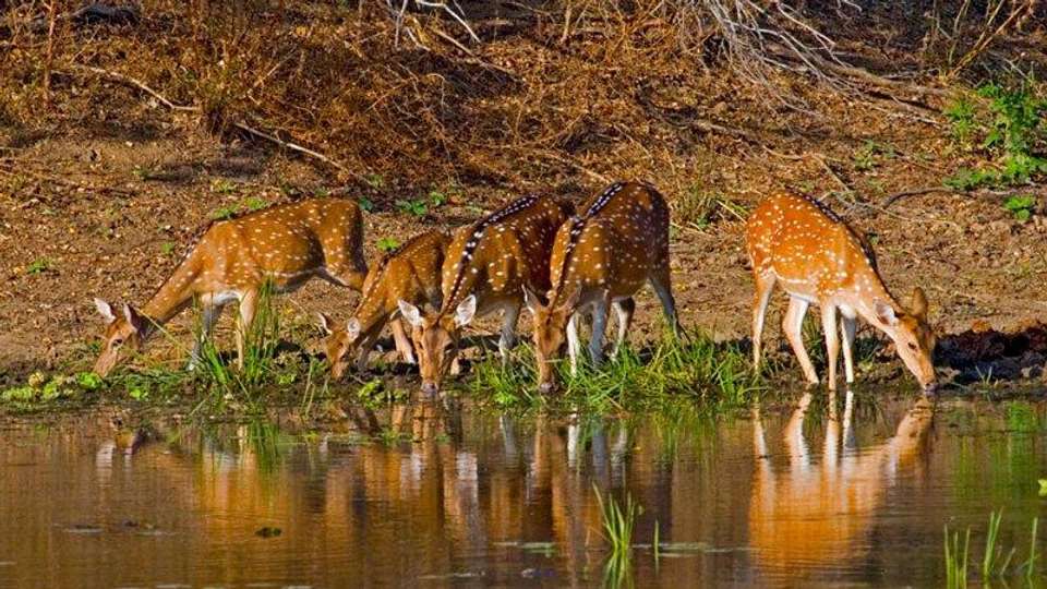 Nepal Wildlife Safari - Encounters Travel - Nepal - Image 3