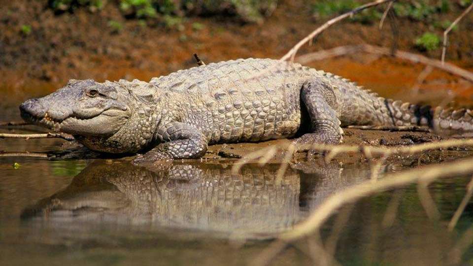 Nepal Wildlife Safari - Encounters Travel - Nepal - Image 4