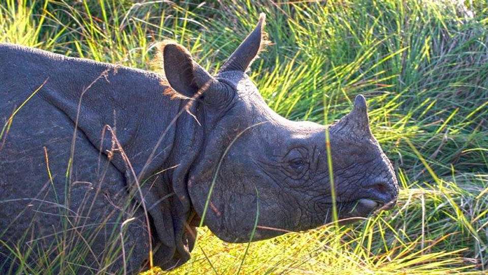 Nepal Wildlife Safari - Encounters Travel - Nepal - Image 6