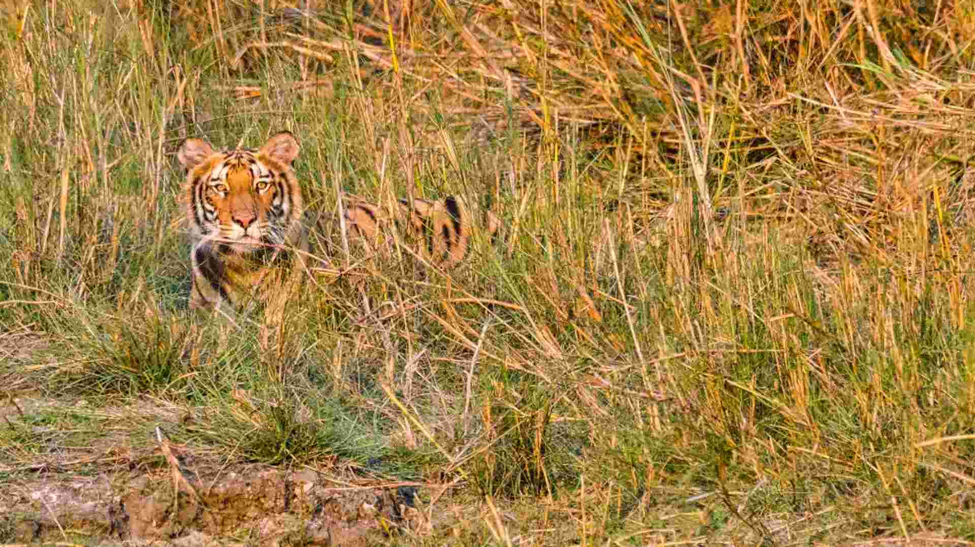 Nepal Wildlife Safari Luxury Tour