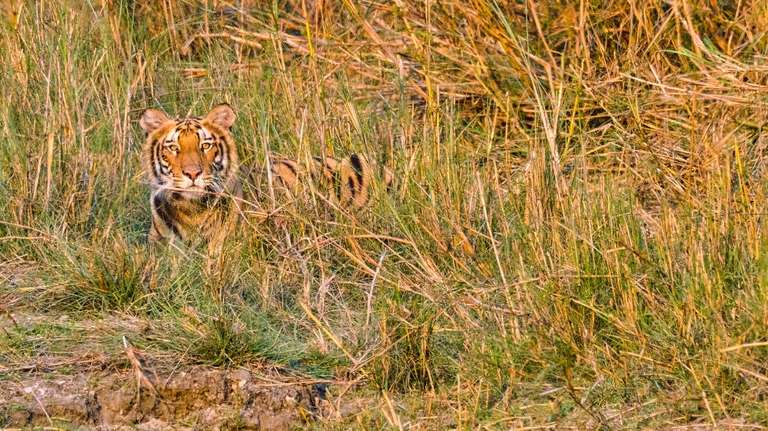 Nepal Wildlife Safari Luxury Tour trip - alternative tour available