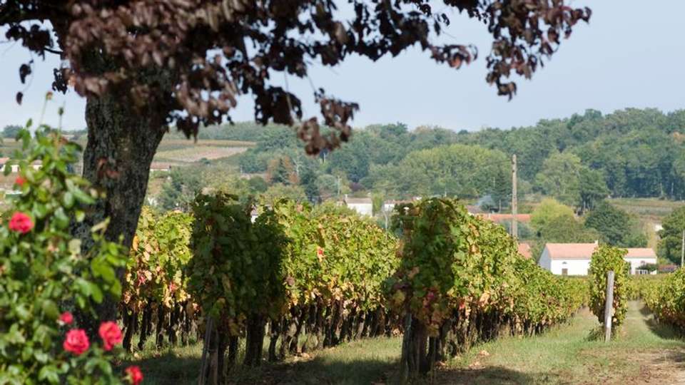 New Year in the Bordeaux region (port-to-port cruise) - Tweet World Travel - France - Image 2
