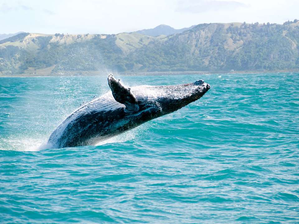 New Zealand by Rail, Cruise & Coach - 19 days - On The Go Tours - New Zealand - Image 12