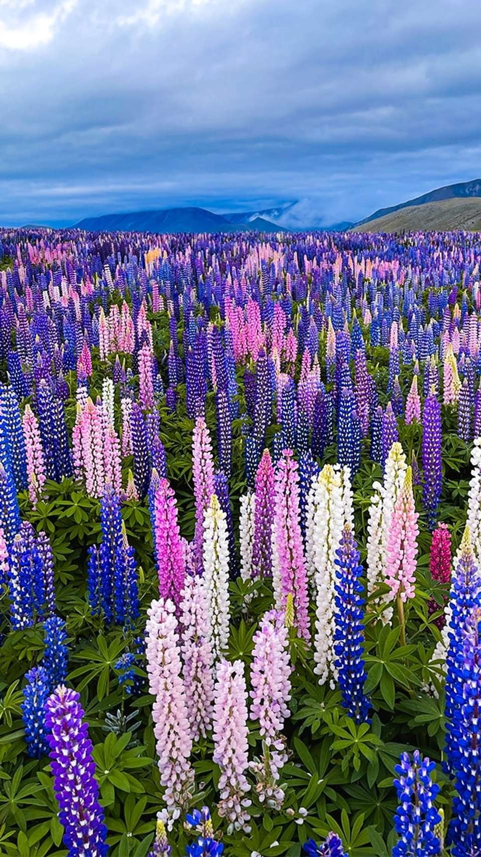 New Zealand South Island: Alps & Adrenaline - Topdeck - New Zealand