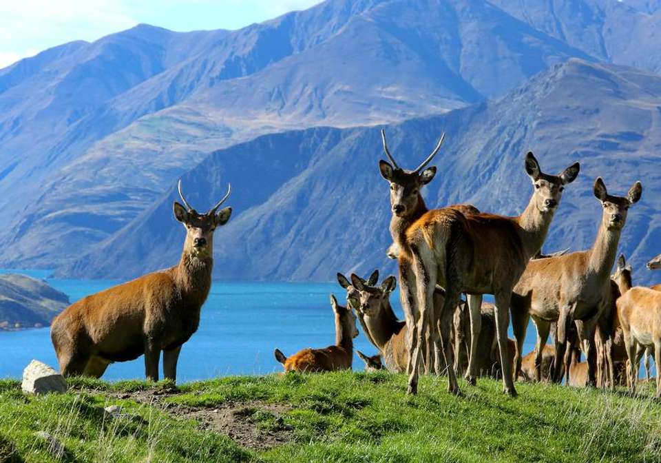 New Zealand Ultimate Scenic South - undefined - Image 3